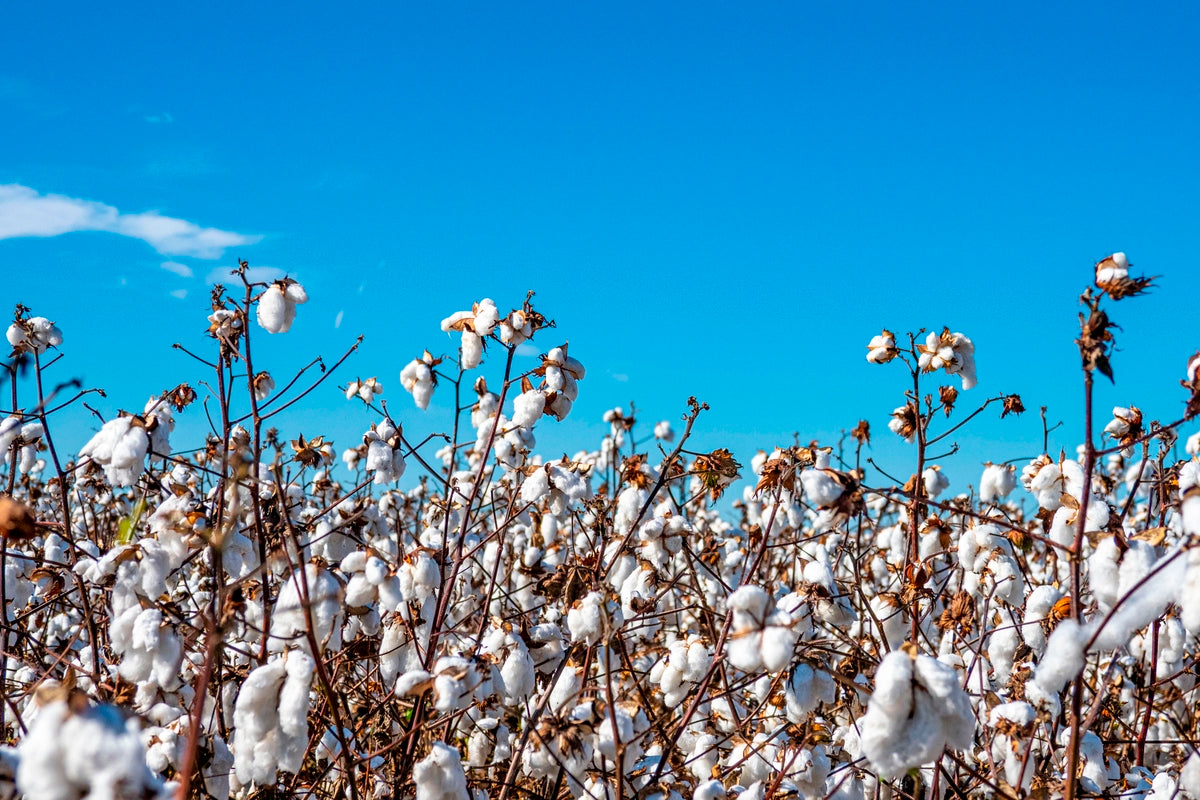 A field full of organic cotton
